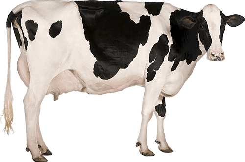 Dairy Vets Devon | West Ridge Veterinary Practice