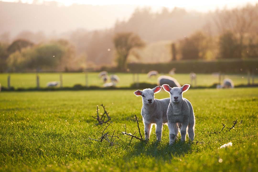 Spring Lambs In Countryside In The Sunshine, Brecon Beacons Nati