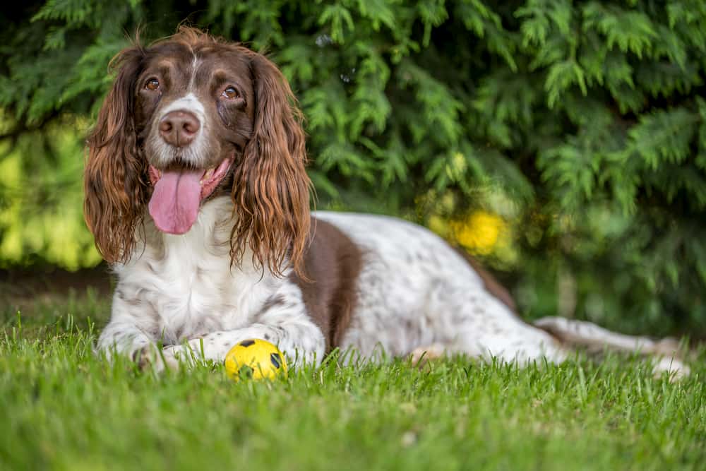 Brown And White Spaniel