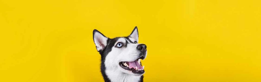 Smiling Bi Eyed Husky Dog Wait Dog Treats On The Yellow Backgrou