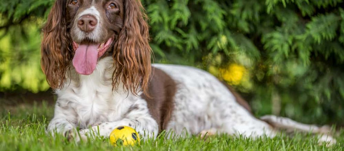 brown and white spaniel
