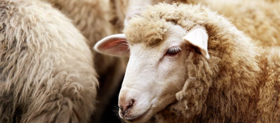 sheep close up